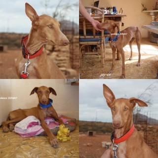 dingo c2 1397-106-15